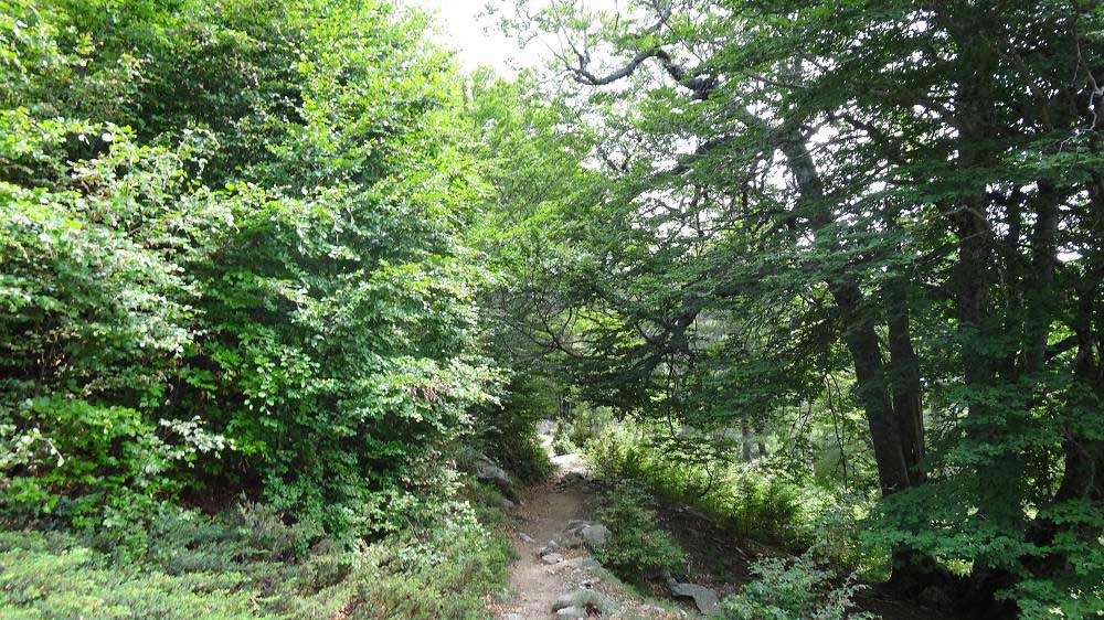 Foto: Datzi / Wandertour / In 17 Tage Korsika entdecken (Tour 2) Rundtour auf den Monte Renoso und Monte Torto / Leichter Weg entlang des GR 20 Weges / 01.08.2015 13:32:04