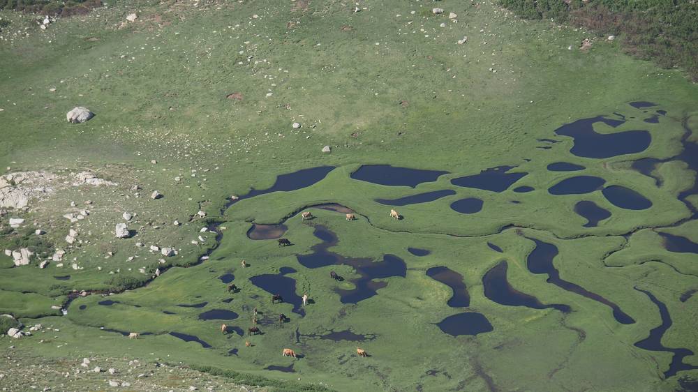 Foto: Datzi / Wandertour / In 17 Tage Korsika entdecken (Tour 2) Rundtour auf den Monte Renoso und Monte Torto / Pozzi (Lake/Pond) ist ein Feuchtraumbiotop in den Bergen Korsika / 01.08.2015 13:34:49