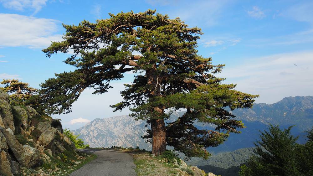 Foto: Datzi / Wandertour / In 17 Tage Korsika entdecken (Tour 2) Rundtour auf den Monte Renoso und Monte Torto / Schwarzkiefern sind in Korsika keine Seltenheit / 01.08.2015 13:35:06