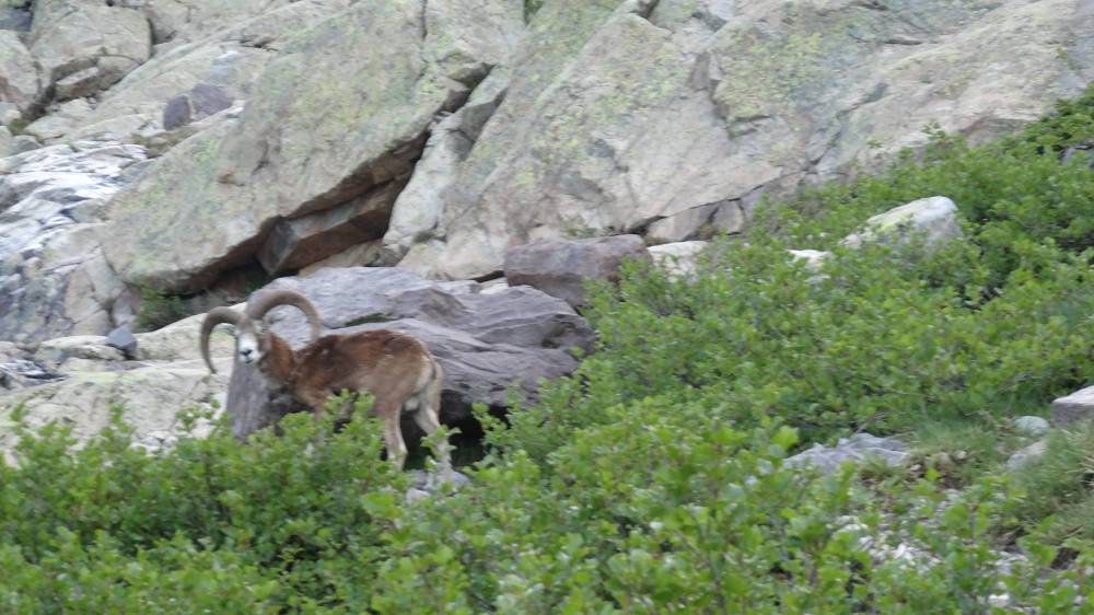 Foto: Datzi / Wandertour / In 17 Tage Korsika entdecken (Tour 3) Rundtour über den Lac Du Cinto auf den Monte Cinto zum Paglia Orba und Abstieg auf einen einsamen Weg / Ein seltenes Foto. Sie sind äußerst scheu die Wildmufflons (leider unscharf) Diese Begegnung war eigentlich möglich weil ich Abends nach dem Gewitter Anstieg / 01.08.2015 20:18:20