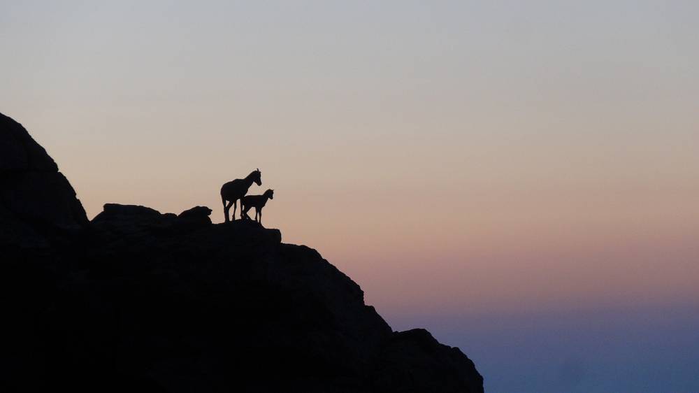 Foto: Datzi / Wandertour / In 17 Tage Korsika entdecken (Tour 3) Rundtour über den Lac Du Cinto auf den Monte Cinto zum Paglia Orba und Abstieg auf einen einsamen Weg / Ein seltenes Foto. Sie sind äußerst scheu die Wildmufflons . Eine ganze Herde war am Morgen zu beobachten / 01.08.2015 20:19:32