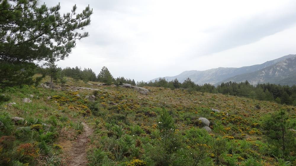 Foto: Datzi / Wandertour / In 17 Tage Korsika entdecken (Tour 3) Rundtour über den Lac Du Cinto auf den Monte Cinto zum Paglia Orba und Abstieg auf einen einsamen Weg / 01.08.2015 20:47:51