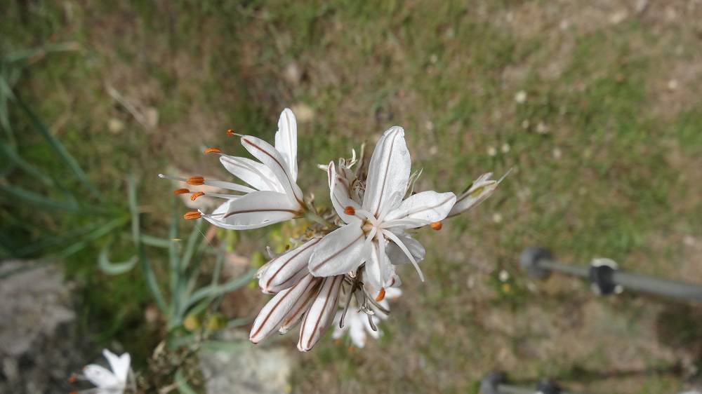 Foto: Datzi / Wandertour / In 17 Tage Korsika entdecken (Tour 3) Rundtour über den Lac Du Cinto auf den Monte Cinto zum Paglia Orba und Abstieg auf einen einsamen Weg / Auch die Flora in Korsika ist sehenswert / 01.08.2015 20:48:13