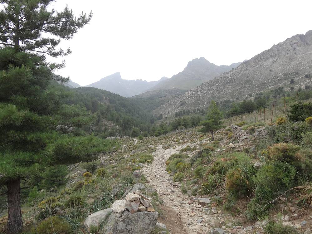 Foto: Datzi / Wandertour / In 17 Tage Korsika entdecken (Tour 3) Rundtour über den Lac Du Cinto auf den Monte Cinto zum Paglia Orba und Abstieg auf einen einsamen Weg / Wir wandern durch eine Hochheide und Wald am langen Rückweg. Es ist nicht nötig diesen langen Weg zu gehen, aber es ist richtig entspannend diese schöne Natur in Korsika zu erleben und sehen / 01.08.2015 20:49:56