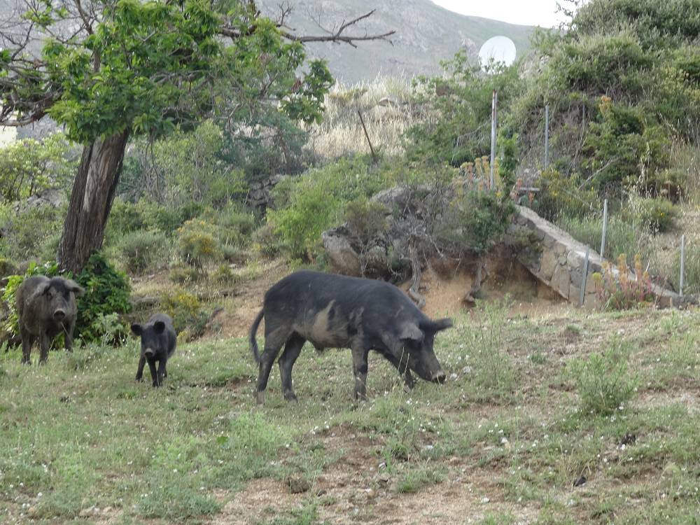 Foto: Datzi / Wandertour / In 17 Tage Korsika entdecken (Tour 3) Rundtour über den Lac Du Cinto auf den Monte Cinto zum Paglia Orba und Abstieg auf einen einsamen Weg / Die Schweine in Korsika (Auch auf der Speisekarte sind sie zu finden. Ein Gedicht für die Geschmacksnerven / 01.08.2015 20:50:07