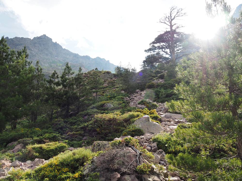 Foto: Datzi / Wandertour / In 17 Tage Korsika entdecken (Tour 3) Rundtour über den Lac Du Cinto auf den Monte Cinto zum Paglia Orba und Abstieg auf einen einsamen Weg / Der Weg von der Hütte Bergerie de Ballone zur Hütte Refuge Ciottulu Di I Mori (1991) entlang des GR 20 Weges / 01.08.2015 20:37:21