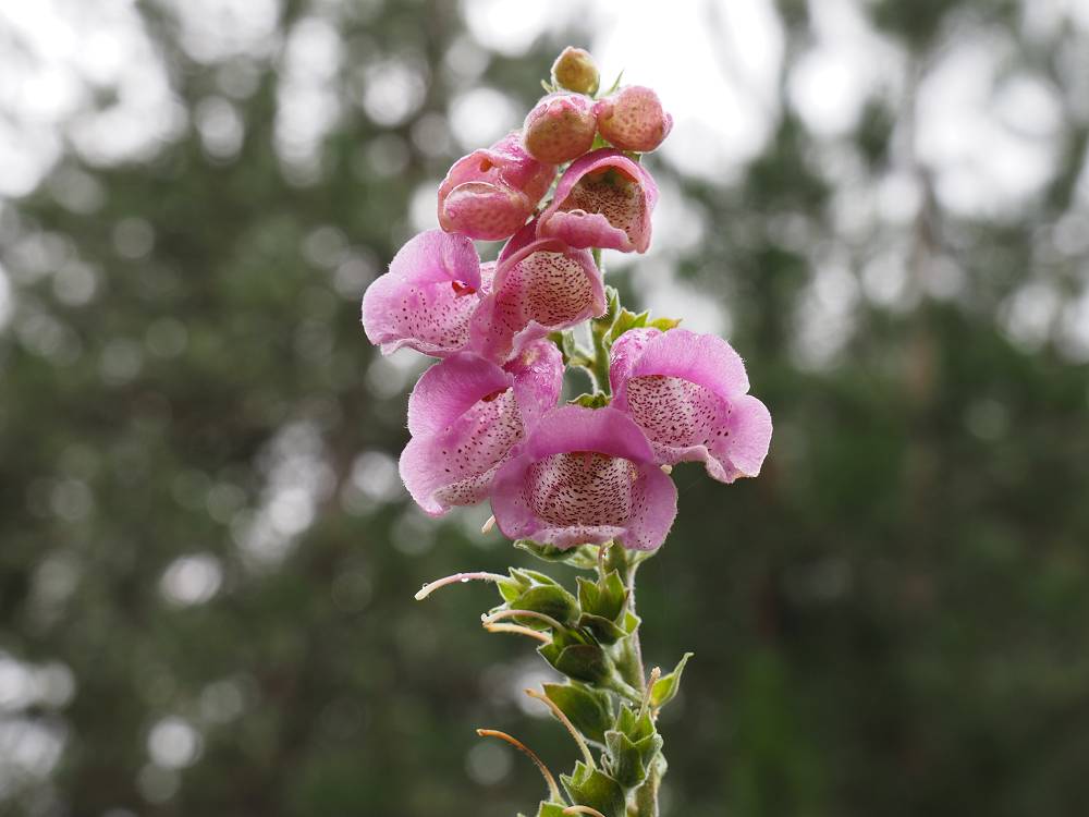 Foto: Datzi / Wandertour / In 17 Tage Korsika entdecken (Tour 3) Rundtour über den Lac Du Cinto auf den Monte Cinto zum Paglia Orba und Abstieg auf einen einsamen Weg / Auch die Flora in Korsika ist sehenswert / 01.08.2015 20:45:31