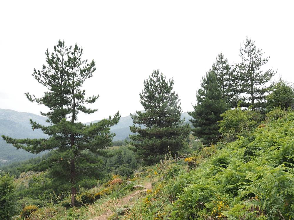 Foto: Datzi / Wandertour / In 17 Tage Korsika entdecken (Tour 3) Rundtour über den Lac Du Cinto auf den Monte Cinto zum Paglia Orba und Abstieg auf einen einsamen Weg / Wir wandern durch eine Hochheide und Wald am langen Rückweg. Es ist nicht nötig diesen langen Weg zu gehen, aber es ist richtig entspannend diese schöne Natur in Korsika zu erleben und sehen / 01.08.2015 20:50:28