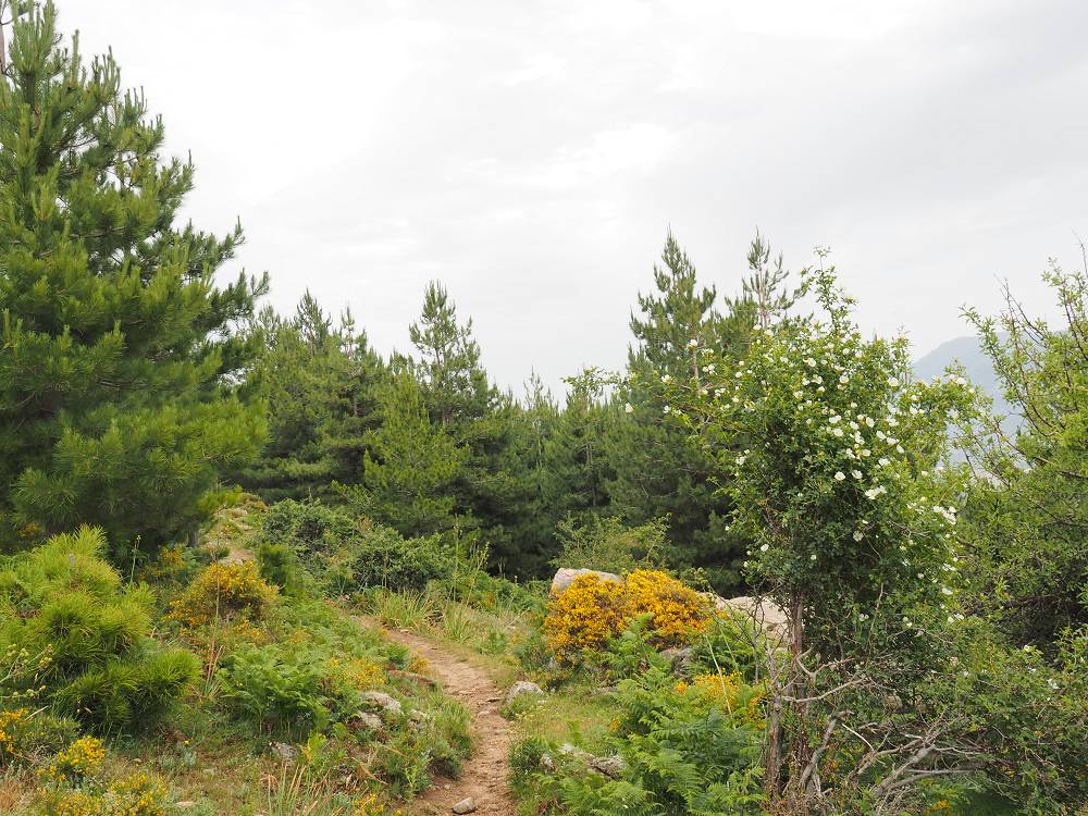 Foto: Datzi / Wandertour / In 17 Tage Korsika entdecken (Tour 3) Rundtour über den Lac Du Cinto auf den Monte Cinto zum Paglia Orba und Abstieg auf einen einsamen Weg / Wir wandern durch eine Hochheide und Wald am langen Rückweg. Es ist nicht nötig diesen langen Weg zu gehen, aber es ist richtig entspannend diese schöne Natur in Korsika zu erleben und sehen / 01.08.2015 20:50:39