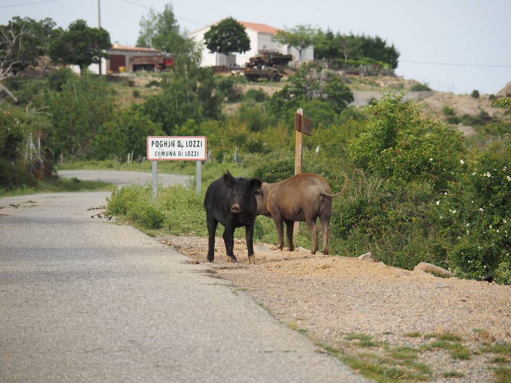 Foto: Datzi / Wandertour / In 17 Tage Korsika entdecken (Tour 3) Rundtour über den Lac Du Cinto auf den Monte Cinto zum Paglia Orba und Abstieg auf einen einsamen Weg / Wenn man Abseits der Wege unterwegs ist trifft man sicher die Hausschweine die frei umherlaufen (Gekreuzt mit den Wildschweinen von Korsika) / 01.08.2015 20:51:59