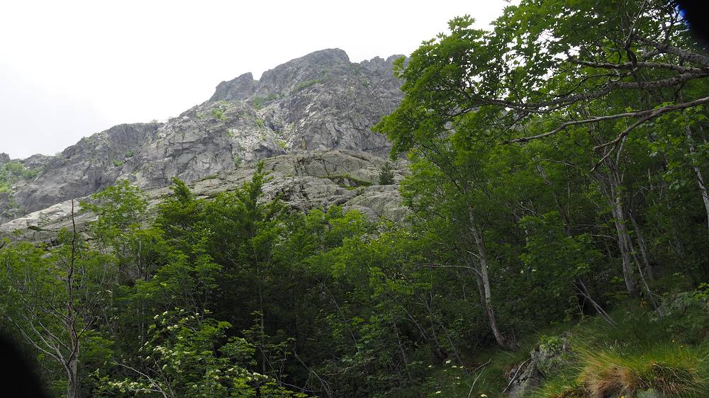 Foto: Datzi / Wandertour / In 17 Tage Korsika entdecken (Tour 4) Rundtour über den Monte D Oro (2389m) / Der Anstieg durch den Wald / 03.08.2015 18:52:21