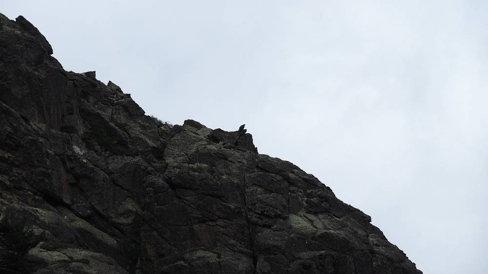 Foto: Datzi / Wandertour / In 17 Tage Korsika entdecken (Tour 4) Rundtour über den Monte D Oro (2389m) / Ich werde schon die ganze Zeit beobachtet / 03.08.2015 18:53:31