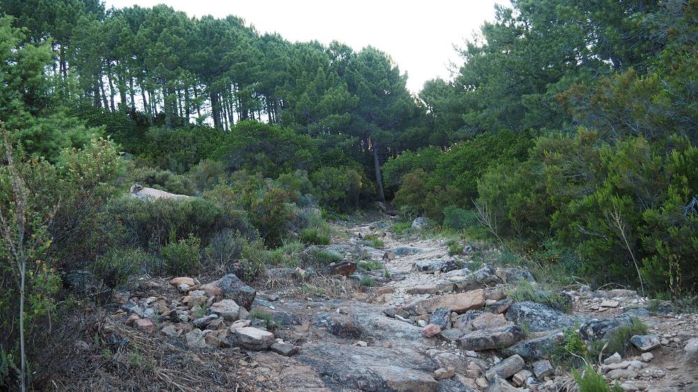 Foto: Datzi / Wandertour / In 17 Tage Korsika entdecken (Tour 5) Rundtour zum Capo D Ortu (1294m) und Capu Di U Vitullu (1331m) / Der schöne und leichte Anstieg / 03.08.2015 21:28:41