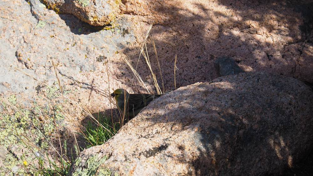 Foto: Datzi / Wandertour / In 17 Tage Korsika entdecken (Tour 5) Rundtour zum Capo D Ortu (1294m) und Capu Di U Vitullu (1331m) / Augen auf heisst es bei den Bergtouren / 03.08.2015 21:32:38