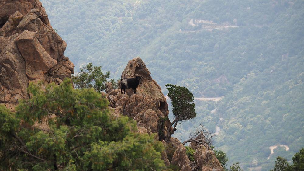 Foto: Datzi / Wandertour / In 17 Tage Korsika entdecken (Tour 5) Rundtour zum Capo D Ortu (1294m) und Capu Di U Vitullu (1331m) / Ich werde schon wieder beobachtet / 03.08.2015 21:35:14