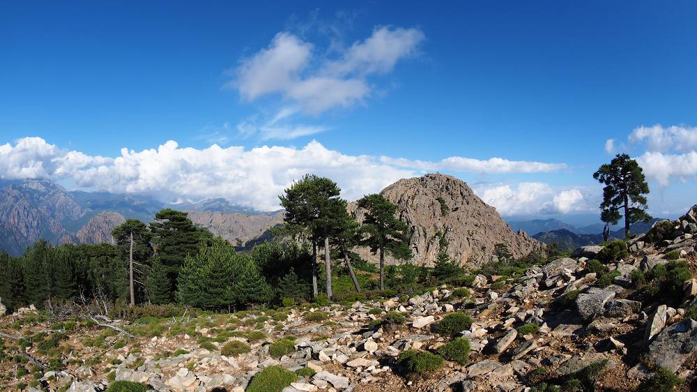 Foto: Datzi / Wandertour / In 17 Tage Korsika entdecken (Tour 5) Rundtour zum Capo D Ortu (1294m) und Capu Di U Vitullu (1331m) / Wunderschöne Motive, ich war ganz begeistert von diesen alten Baumbeständen / 03.08.2015 21:37:07