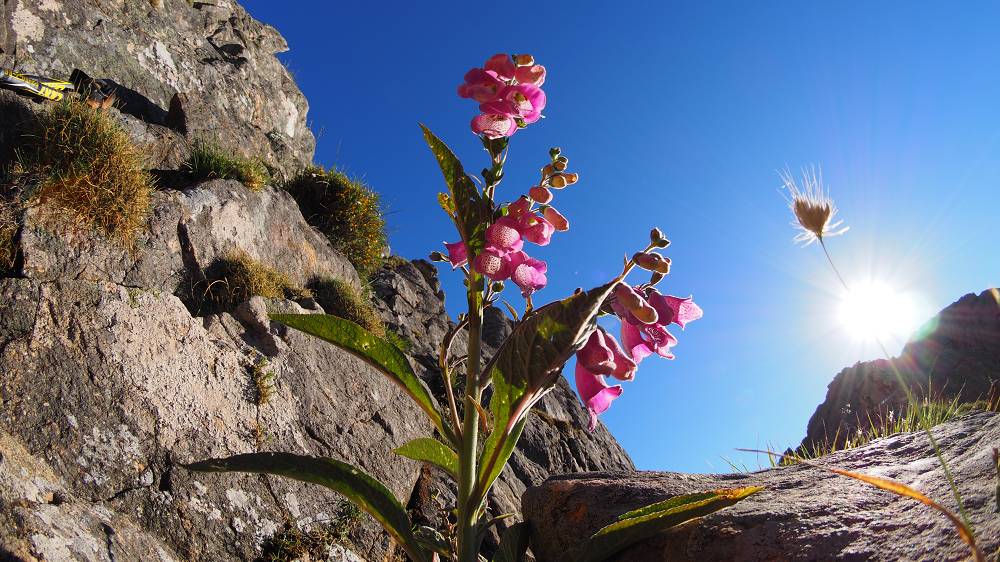 Foto: Datzi / Wandertour / In 17 Tage Korsika entdecken (Tour 5) Rundtour zum Capo D Ortu (1294m) und Capu Di U Vitullu (1331m) / Auch diese Orchideen Art ist oft zu sehen / 03.08.2015 21:37:13