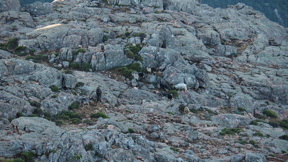 Foto: Datzi / Wandertour / In 17 Tage Korsika entdecken (Tour 5) Rundtour zum Capo D Ortu (1294m) und Capu Di U Vitullu (1331m) / Auch Bergziegen kann man morgens zusehen wie sie in Gipfelnähe ansteigen / 03.08.2015 21:42:08