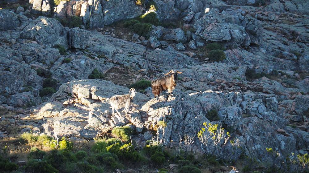 Foto: Datzi / Wandertour / In 17 Tage Korsika entdecken (Tour 5) Rundtour zum Capo D Ortu (1294m) und Capu Di U Vitullu (1331m) / Auch Bergziegen kann man morgens zusehen wie sie in Gipfelnähe ansteigen / 03.08.2015 21:42:14