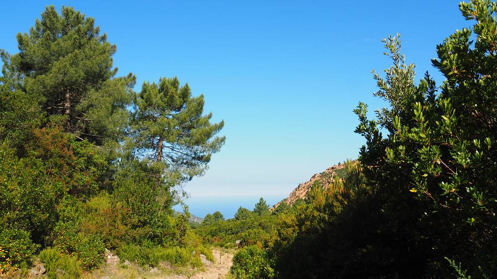 Foto: Datzi / Wandertour / In 17 Tage Korsika entdecken (Tour 5) Rundtour zum Capo D Ortu (1294m) und Capu Di U Vitullu (1331m) / Der Abstieg zum Parkplatz / 03.08.2015 21:42:28