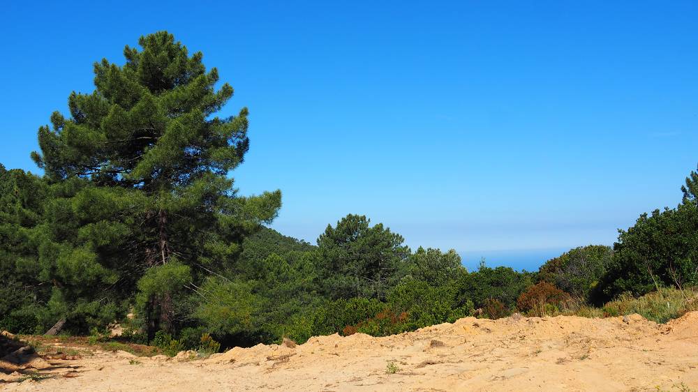 Foto: Datzi / Wandertour / In 17 Tage Korsika entdecken (Tour 5) Rundtour zum Capo D Ortu (1294m) und Capu Di U Vitullu (1331m) / Der Abstieg zum Parkplatz / 03.08.2015 21:42:36