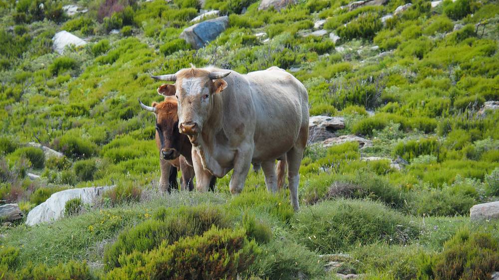 Foto: Datzi / Wandertour / In 17 Tagen Korsika entdecken (Tour 7) Wandertour zum Cima Di E Follicie (1322m) / Dieser Bulle beschützt seine Kuh, das hat er mir ganz deutlich zum verstehen gegeben. Es heist hier nur Abstand halten (einfach gesagt - Respekt) / 04.08.2015 17:34:13