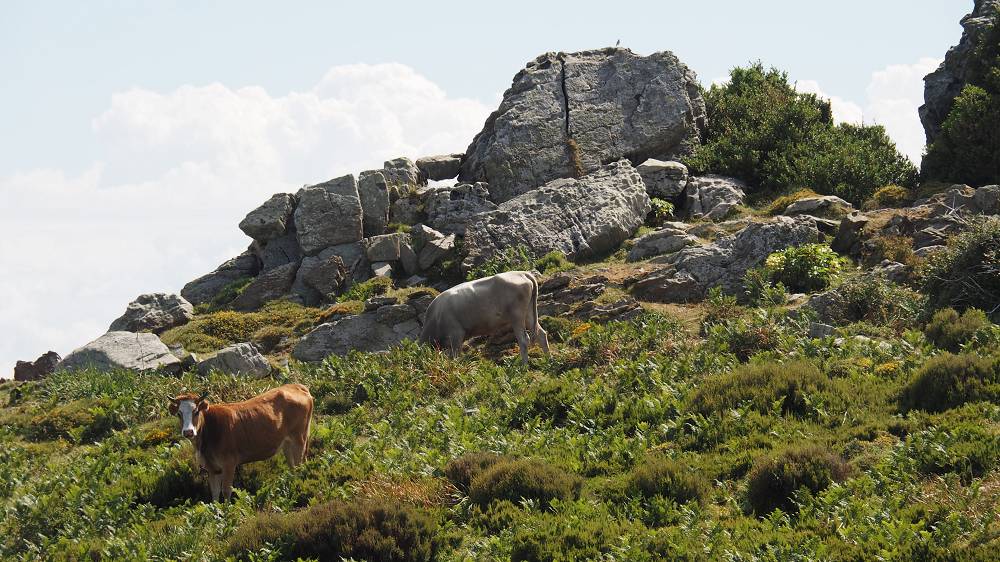 Foto: Datzi / Wandertour / In 17 Tagen Korsika entdecken (Tour 7) Wandertour zum Cima Di E Follicie (1322m) / Kühe sind in Korsika überall anzutreffen / 04.08.2015 17:34:50