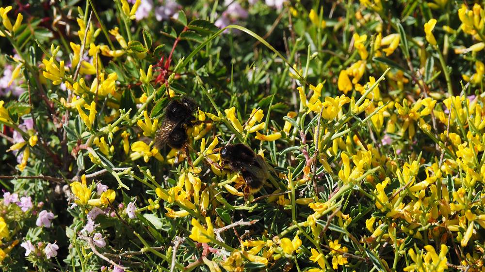 Foto: Datzi / Wandertour / In 17 Tagen Korsika entdecken (Tour 7) Wandertour zum Cima Di E Follicie (1322m) / Alles blüht hier oben, die Hummel sind hier dann natürlich auch zu sehen / 04.08.2015 17:37:21
