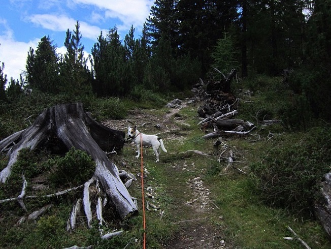 Foto: Andreas Koller / Wandertour / Über Imst auf den Tschirgant (2370m) / 06.08.2015 23:21:37
