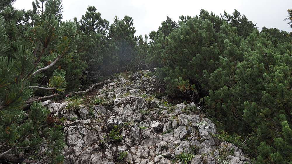 Foto: Datzi / Wandertour / Rundtour mit Überschreitung vom (Gr.) Geiger (1723m) zum Buchberg (1563m) / Der Anstieg zum Geiger. Steil geht es zum Gipfel / 04.10.2015 08:41:19