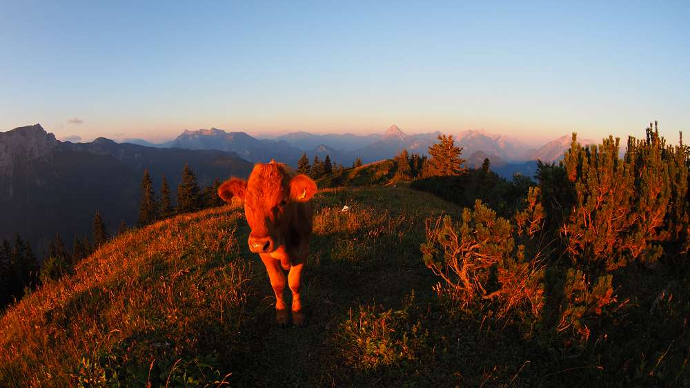 Foto: Datzi / Wandertour / Rundtour mit Überschreitung vom (Gr.) Geiger (1723m) zum Buchberg (1563m) / Gleich am Morgen gibt es Besuch von den Almbewohner / 04.10.2015 08:37:37