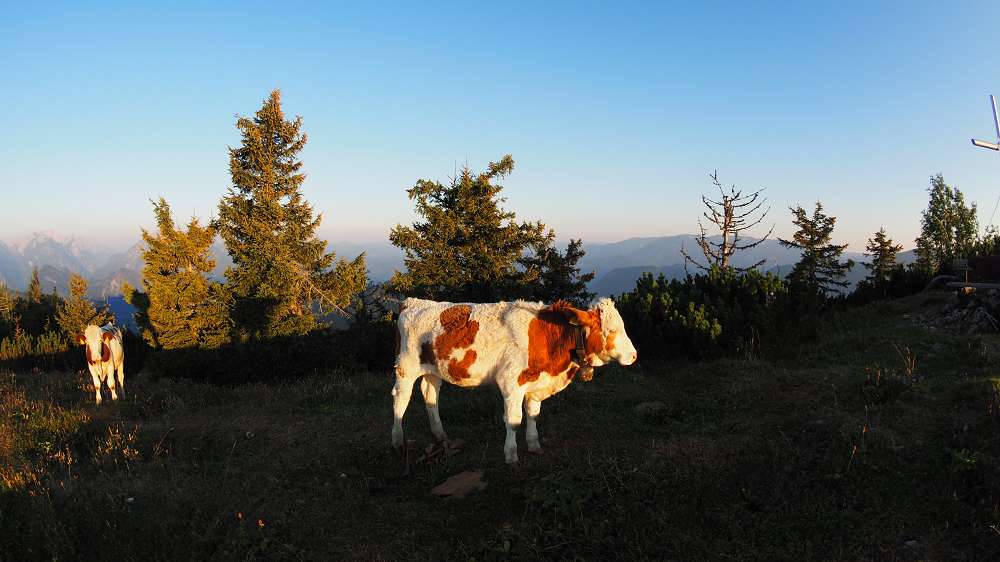 Foto: Datzi / Wandertour / Rundtour mit Überschreitung vom (Gr.) Geiger (1723m) zum Buchberg (1563m) / Es werden immer mehr die mich besuchen. Meine Freude hielt sich aber ihn Grenzen weil sie ja Abends meine Wanderstöcke bearbeitet haben. / 04.10.2015 08:37:22