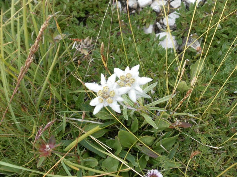 Foto: Wolfgang Lauschensky / Wandertour / Cima Coldai 2403m / Edelweiß zeigt selten begangene Steige an / 27.08.2015 14:31:39