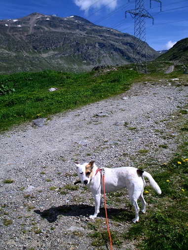 Foto: Andreas Koller / Wandertour / Panoramatour auf den Piz Lagalb (2959m) / 05.09.2015 18:10:54