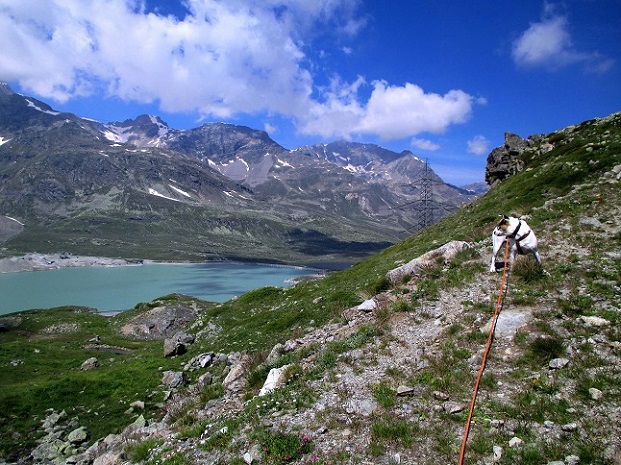 Foto: Andreas Koller / Wandertour / Panoramatour auf den Piz Lagalb (2959m) / 05.09.2015 18:09:33