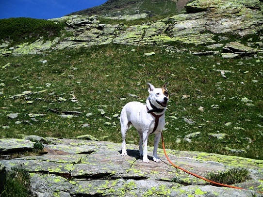 Foto: Andreas Koller / Wandertour / Panoramatour auf den Piz Lagalb (2959m) / 05.09.2015 18:08:21