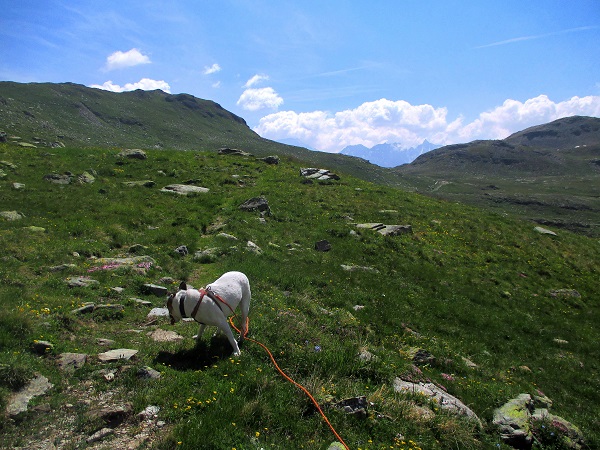 Foto: Andreas Koller / Wandertour / Panoramatour auf den Piz Lagalb (2959m) / 05.09.2015 18:07:47