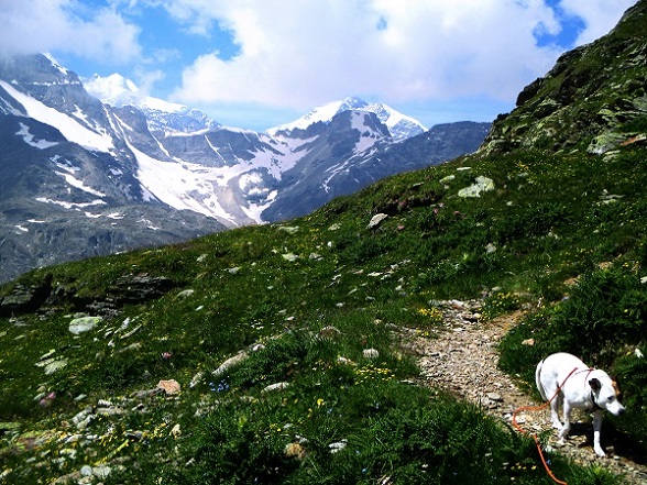 Foto: Andreas Koller / Wandertour / Panoramatour auf den Piz Lagalb (2959m) / 05.09.2015 18:07:40