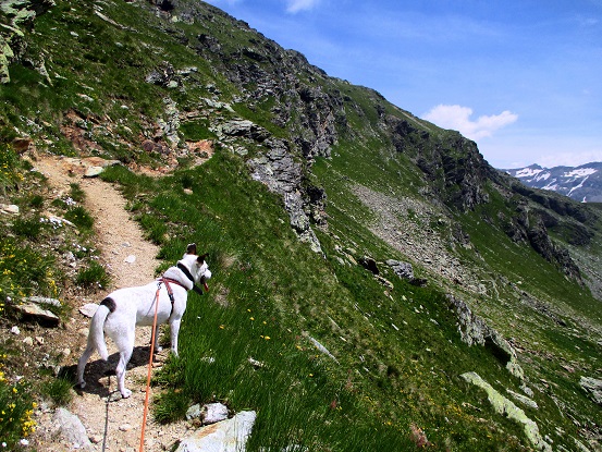 Foto: Andreas Koller / Wandertour / Panoramatour auf den Piz Lagalb (2959m) / 05.09.2015 18:07:16