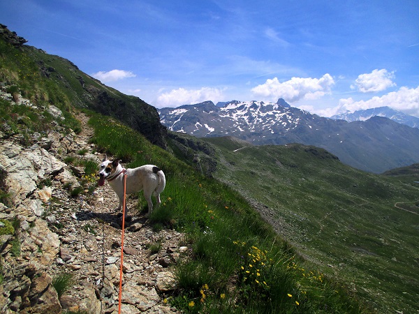 Foto: Andreas Koller / Wandertour / Panoramatour auf den Piz Lagalb (2959m) / 05.09.2015 18:06:45