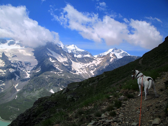 Foto: Andreas Koller / Wandertour / Panoramatour auf den Piz Lagalb (2959m) / 05.09.2015 18:06:35