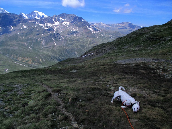 Foto: Andreas Koller / Wandertour / Panoramatour auf den Piz Lagalb (2959m) / 05.09.2015 18:05:25