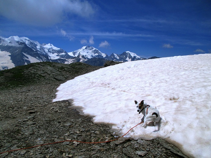Foto: Andreas Koller / Wandertour / Panoramatour auf den Piz Lagalb (2959m) / 05.09.2015 18:04:32