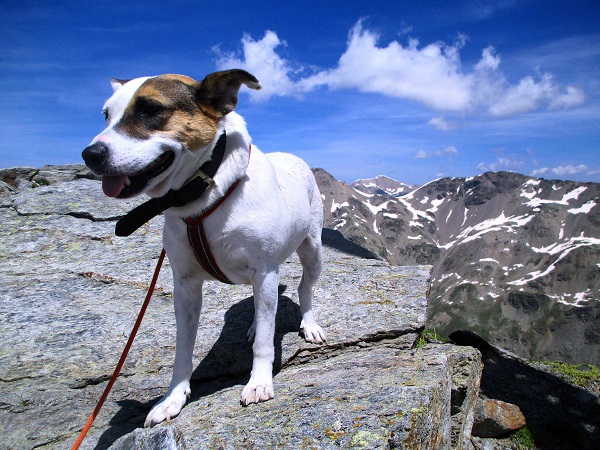 Foto: Andreas Koller / Wandertour / Panoramatour auf den Piz Lagalb (2959m) / 05.09.2015 17:59:58