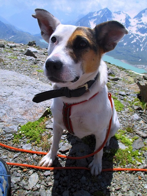 Foto: Andreas Koller / Wandertour / Panoramatour auf den Piz Lagalb (2959m) / 05.09.2015 17:59:12