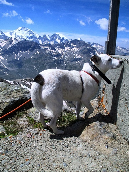Foto: Andreas Koller / Wandertour / Panoramatour auf den Piz Lagalb (2959m) / 05.09.2015 17:58:39