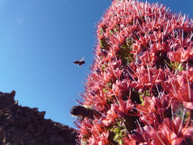 Foto: Walter Ruttinger / Wandertour / Fotoalarm Teneriffa Roques de Garcia / 21.10.2015 11:03:08
