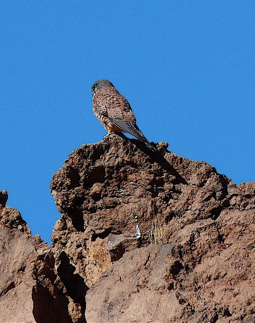 Foto: Walter Ruttinger / Wandertour / Fotoalarm Teneriffa Roques de Garcia / Teide Falke / 21.10.2015 10:58:18