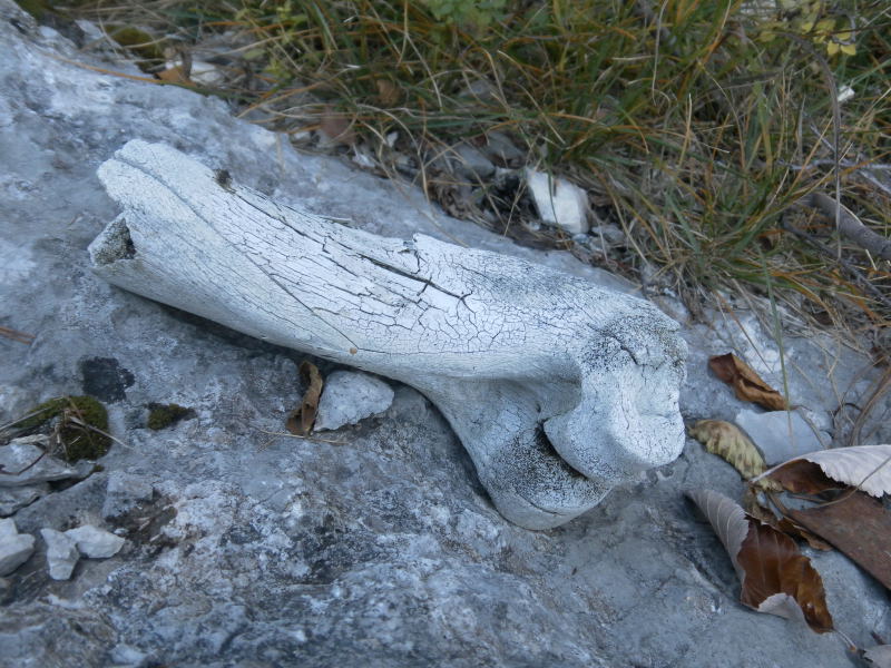Foto: Wolfgang Lauschensky / Klettersteigtour / Corno Battisti 1778m über Sentiero attrezzato Franco Galli / makabre Relikte aus dem 1. Weltkrieg / 03.11.2015 18:53:38