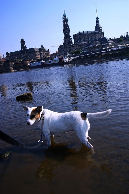 Foto: Andreas Koller / Wandertour / Altstadtrunde Dresden (115m) / 20.11.2015 01:37:25